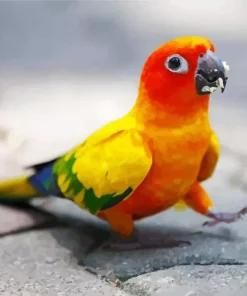 Sun Conure Bird Diamond Painting