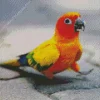 Sun Conure Bird Diamond Painting