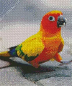 Sun Conure Bird Diamond Painting
