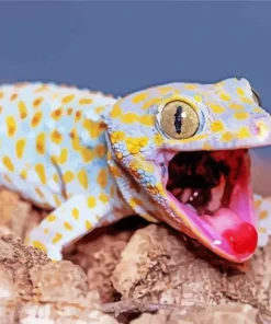 Tokay Gecko Diamond Painting