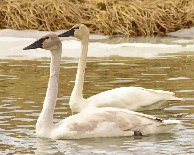 tundra swan birds Diamond Paintings Tundra Swan Birds Diamond Painting