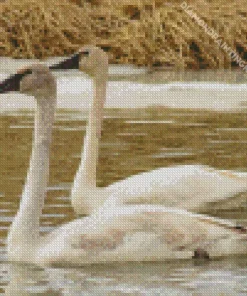 Tundra Swan Birds Diamond Painting