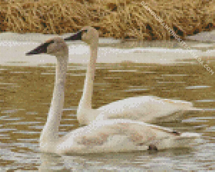 tundra swan birds Diamond With Numbers Tundra Swan Birds Diamond Painting