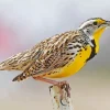 Western Meadowlark Diamond Painting
