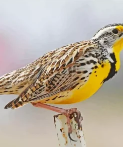 Western Meadowlark Diamond Painting