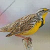 Western Meadowlark Diamond Painting