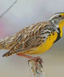 Western Meadowlark Diamond Painting