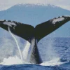 Whale Tail Diamond Painting