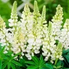 White Lupine Flowers Diamond Painting