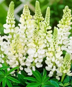 White Lupine Flowers Diamond Painting