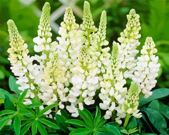 white lupine flowers Diamond Paintings White Lupine Flowers Diamond Painting