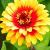 Yellow Zinnia Flower Diamond Painting