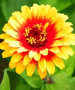 Yellow Zinnia Flower Diamond Painting