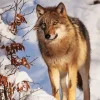 Brown Wolf In Snow Diamond Painting