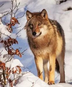 Brown Wolf In Snow Diamond Painting