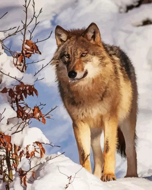 Brown Wolf in snow Diamond Paintings Brown Wolf In Snow Diamond Painting
