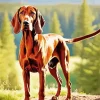 Brown Coonhound Diamond Painting
