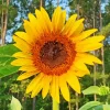 Helianthus Giganteus Diamond Painting