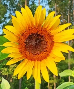 Helianthus Giganteus Diamond Painting
