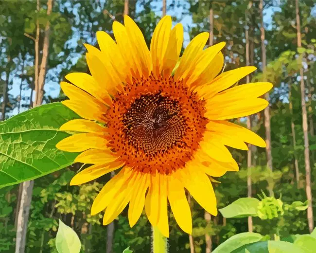 Helianthus giganteus Diamond Paints Helianthus Giganteus Diamond Painting