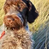 Wirehaired Pointing Griffon Diamond Painting