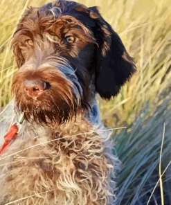 Wirehaired Pointing Griffon Diamond Painting