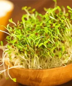 Alfalfa Plant Diamond Painting