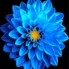 Blue Dahlia Flower Diamond Painting