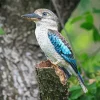 Blue Winged Kookaburra Diamond Painting
