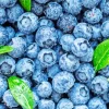 Blueberry Fruit Diamond Painting