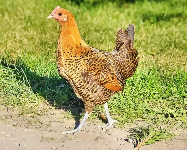 braekel chicken Diamond By Numbers Braekel Chicken Diamond Painting