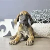 Brindle Dane Puppy Diamond Painting