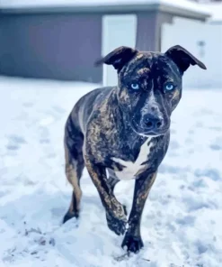 Brindle Pitbull Diamond Painting