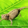 Brookesia Micra Chameleon Diamond Painting