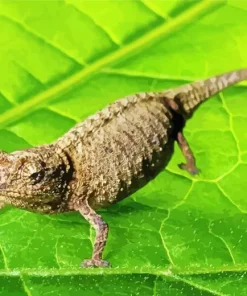 Brookesia Micra Chameleon Diamond Painting