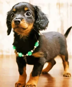 Brown And Black Chiweenie Diamond Painting