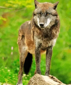 Brown And Black Wolf Diamond Painting