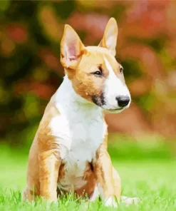 Brown And White English Bull Terrier Diamond Painting