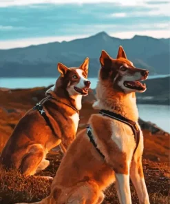 Brown And White Huskies Diamond Painting