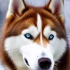 Brown And White Husky Blue Eyes Diamond Painting