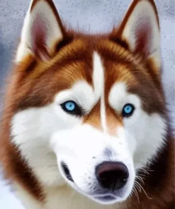 Brown And White Husky Blue Eyes Diamond Painting