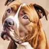Brown And White Staffordshire Bull Terrier Diamond Painting