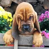 Brown Bloodhound Puppy Diamond Painting