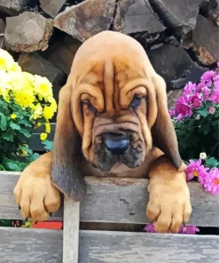 Brown Bloodhound Puppy Diamond Painting