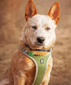 Brown Blue Heeler Diamond Painting