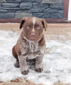 Brown Blue Heeler Puppy Diamond Painting