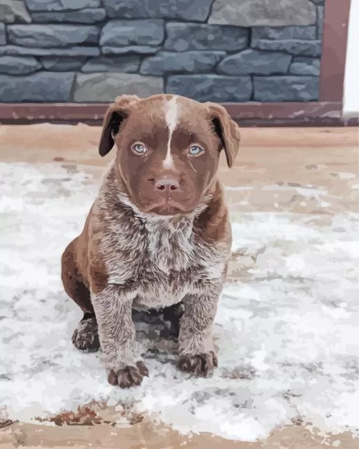 brown blue heeler puppy Diamond Paints Brown Blue Heeler Puppy Diamond Painting