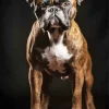 Brown Boxer Dog Diamond Painting