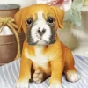 Brown Boxer Puppy Diamond Painting