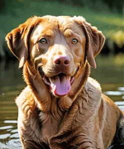 Brown English Labrador Diamond Painting
